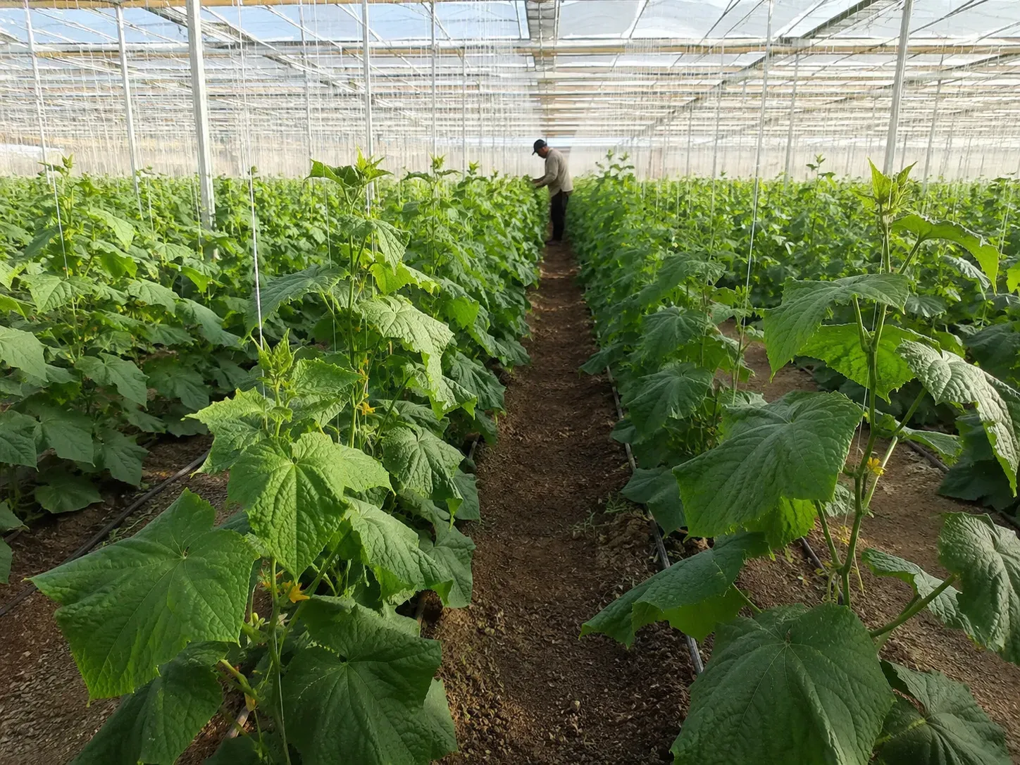 Greenhouse cultivation